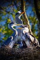 Julien SESIA - Julien-Sésia-Photographie©